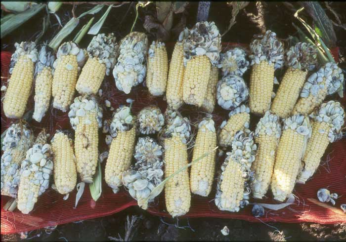 Photo of common smut of corn