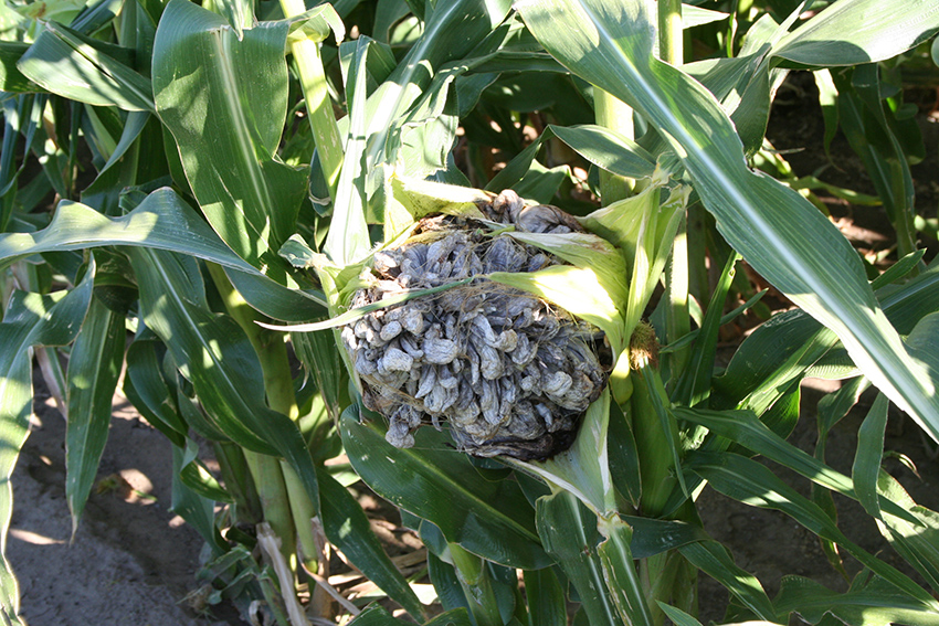 Common smut on an ear of corn caused by Ustilago maydis.