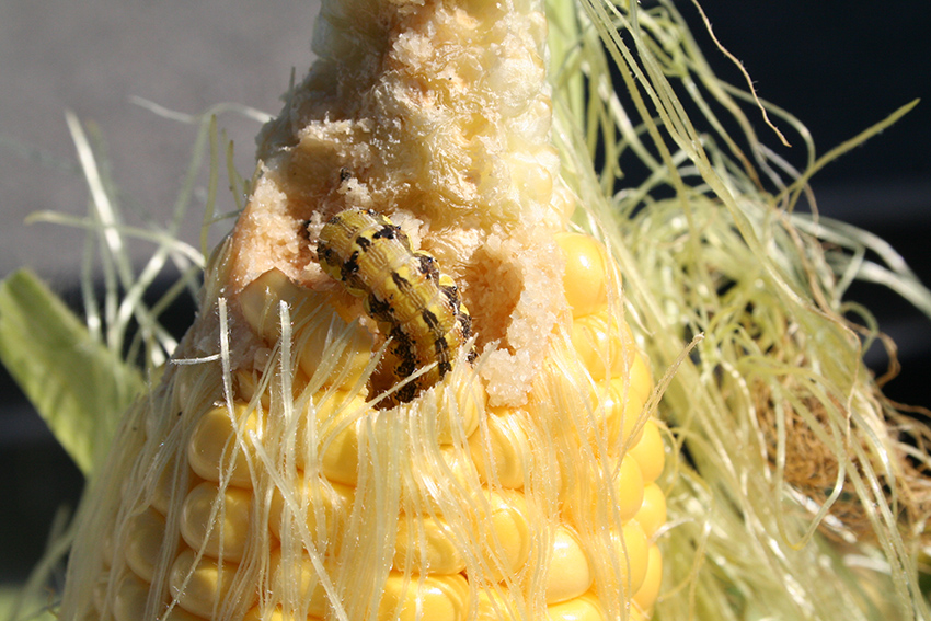 Corn earworm larvae feeding in an ear of sweet corn corn.
