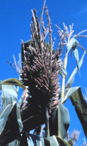 Photo of head smut on tassel of corn plant