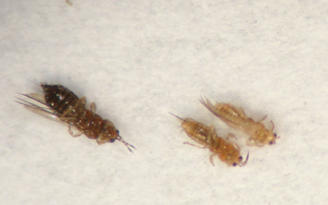 Photo of adult Western flower thrips