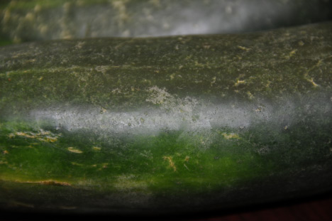 Photo of Western flower thrip damage to cucumber fruit