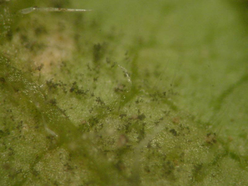 Photo of sporangia on the leaf surface