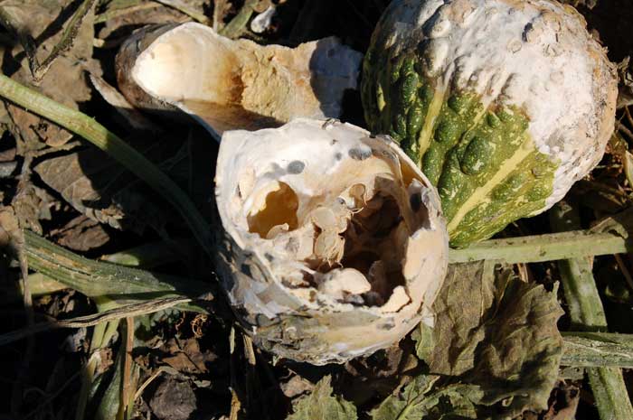 Photo of white mold on squash gourd