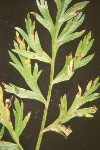 Photo of crecospora-leaf-spot symptoms on carrot leaf