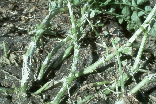 Photo of foliar symptoms.