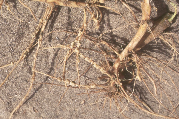 Photo of symptoms on root.