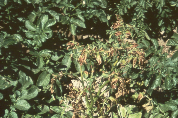 Photo of advanced foliar symptoms.