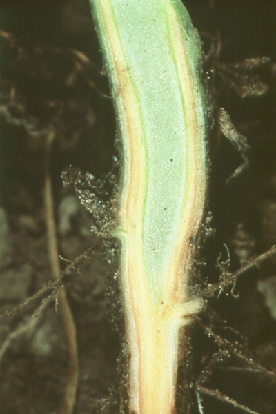 Photo of verticillium wilt of potato