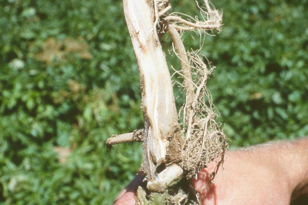 Photo of potato 'Ranger Russet' (early stem symptoms).