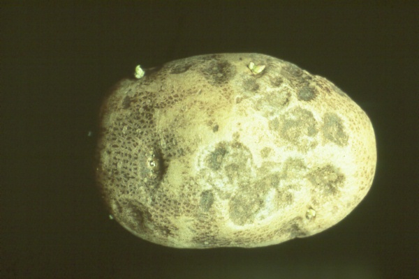 Photo of early blight lesion on tuber