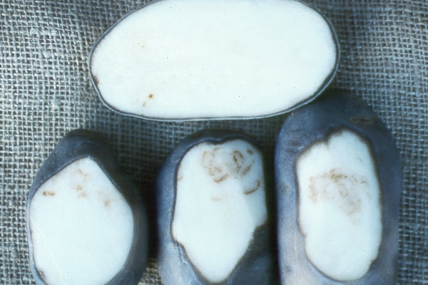 Photo of corky ring spot on potato tuber.