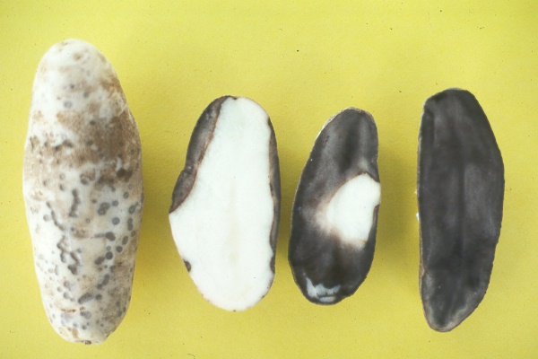 Photo of symptoms of pink rot on potato