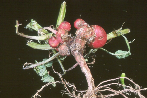 Photo of aerial tubers caused by Rhizoctonia stem lesion.