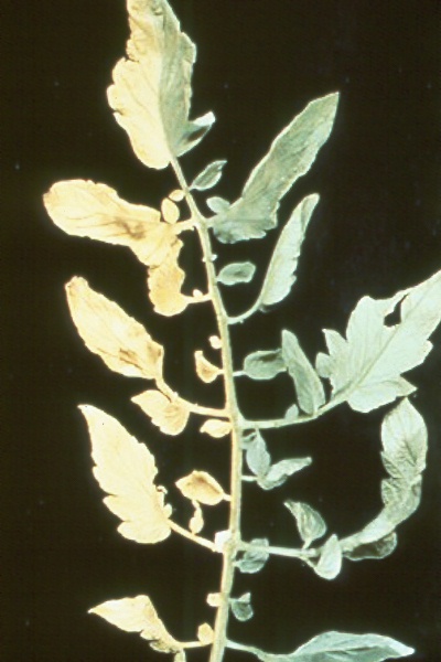 Photo of verticillium wilt symptoms on tomato leaf