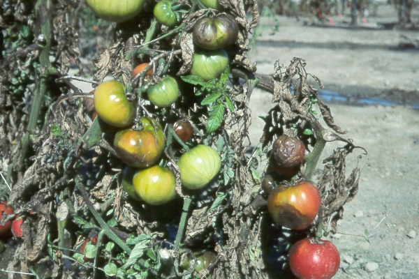 Photo of late blight on tomato