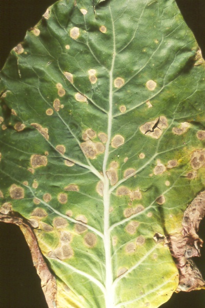 Photo of Swiss chard leaf showing symptoms of Ramularia leaf spot