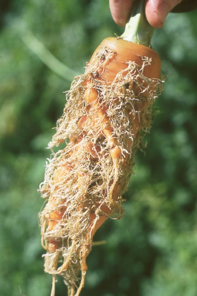 Photo of root knot damage