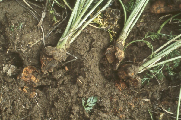 Photo ofbacterial soft rot of carrot root