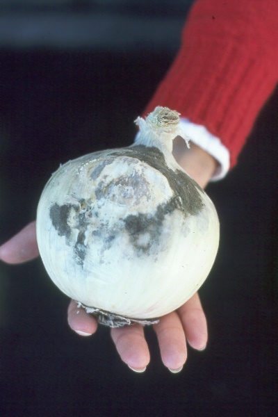 Photo of basal rot on onion.