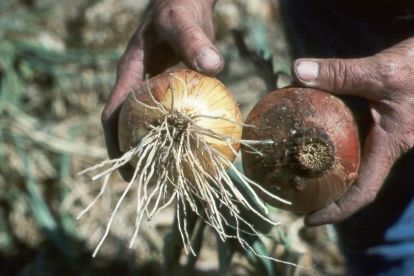 Photo of Fusarium basal rot on onion