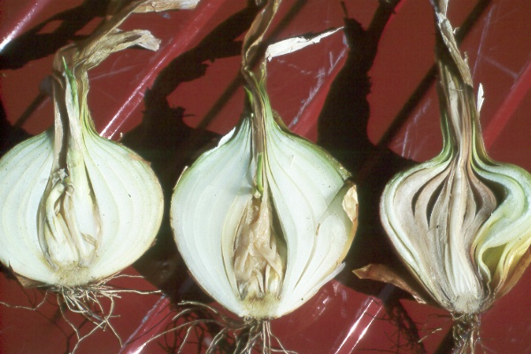 Bacterial soft rot on onion.