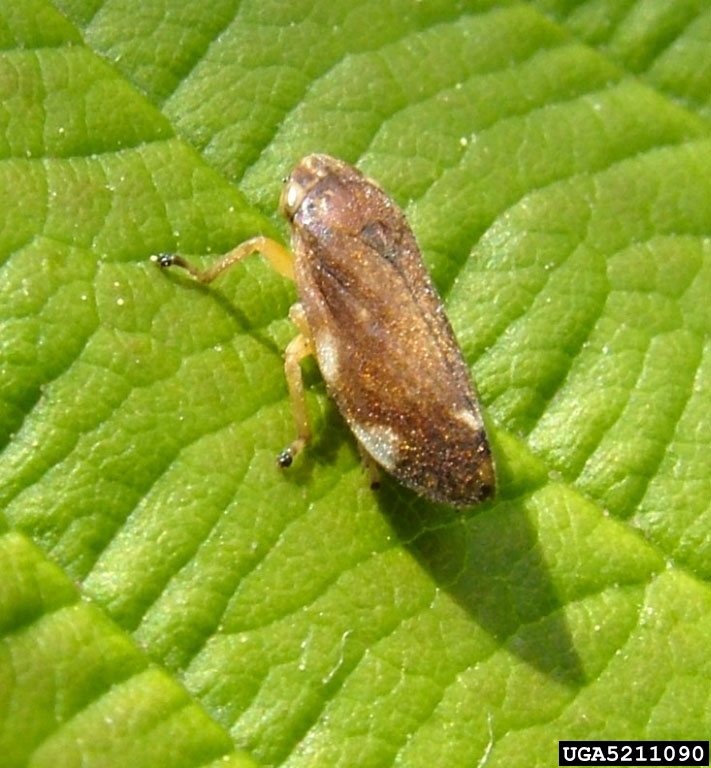 Photo of spittlebug adult on Himalaya blackberry