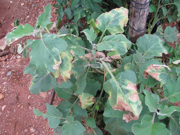 Photo of verticillium wilt damage on eggplant