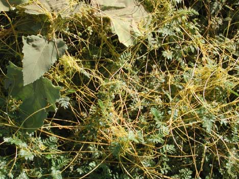 Photo of field dodder, a parasitic plant species on many crops.