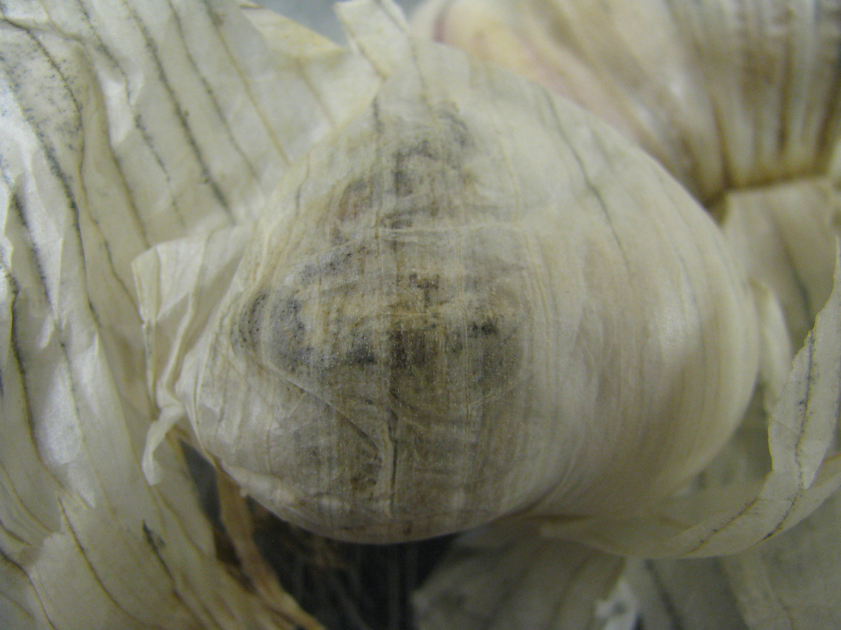 Embellisia skin blotch and bulb canker of garlic.