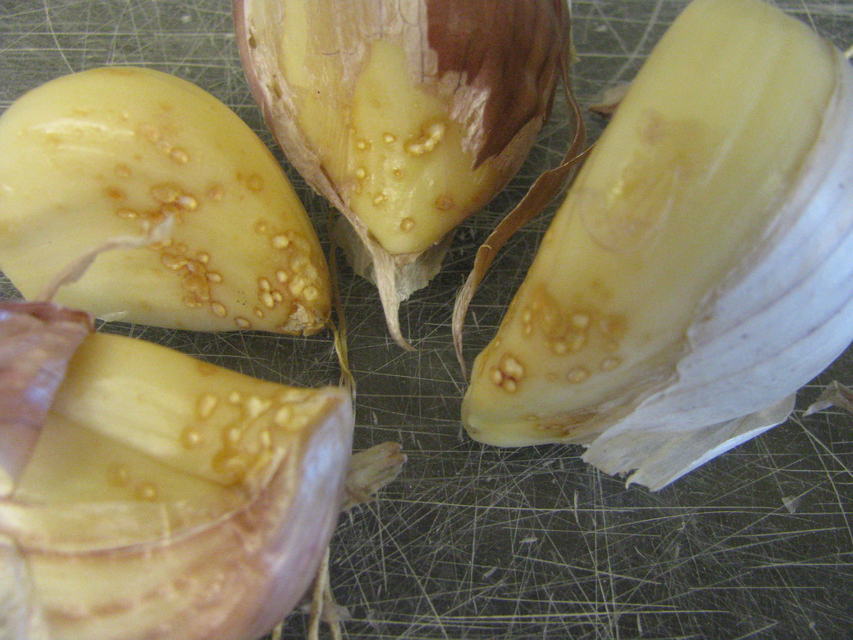 Damage to garlic cloves caused by eriophyid mite feeding.