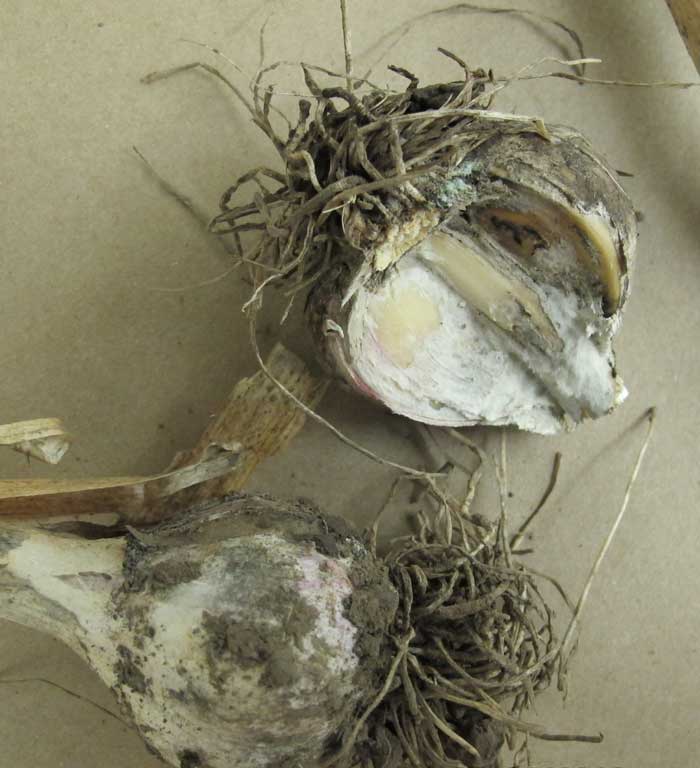 Photo of white rot of garlic