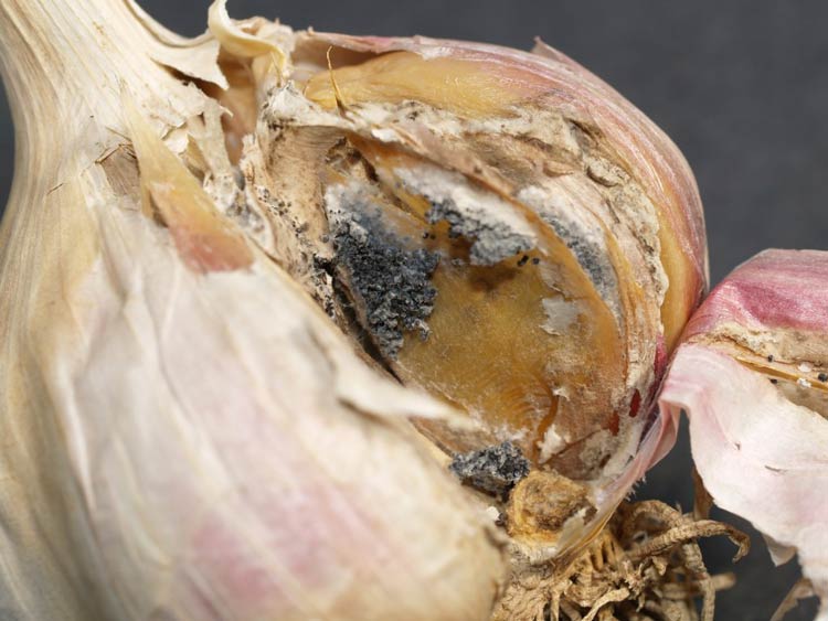 Photo of white rot of garlic