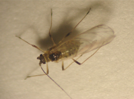 Photo of green peach aphid
