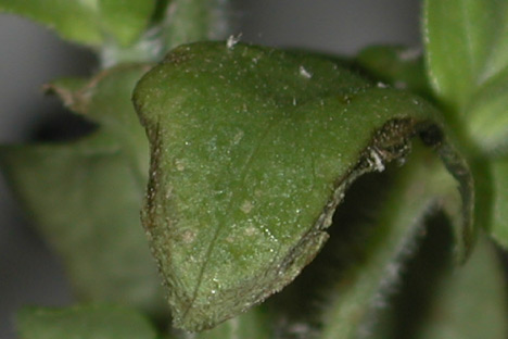 Photo of green peach aphid damage