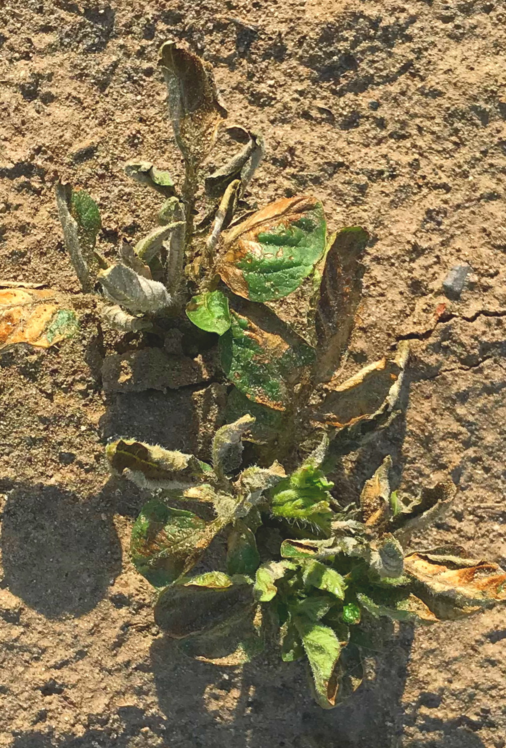 Potato plant injured after accidental exposure to the herbicides Goal (oxyfluorfen) and Buctril (bromoxynil) applied by chemigation to an adjacent onion crop.