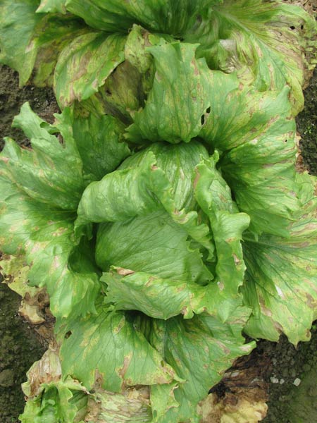 Photo of severe downy mildew damage on lettuce