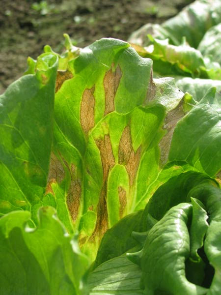 Photo of downy mildew damage on lettuce