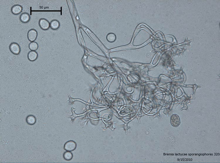 Photo of Sporangiophores and sporangia of Bremia lactucae