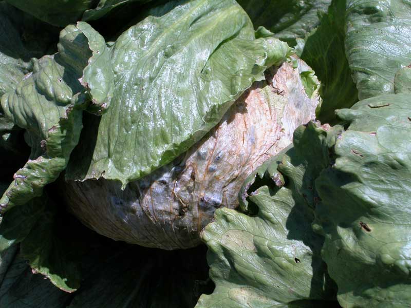 Photo of aerial infection of lettuce from ascospores released by the apothecia