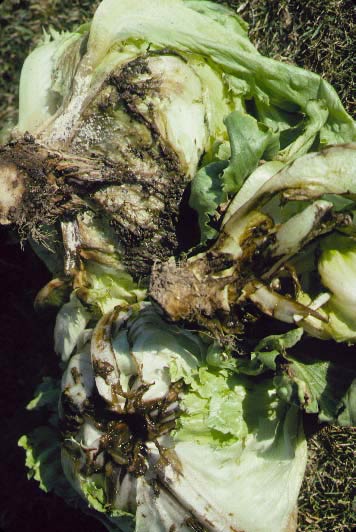 Photo of symptoms resulting from basal infection of the stem from sclerotinia fungus residing in the soil.