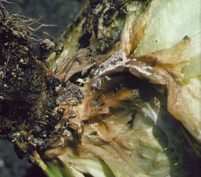 Photo of symptoms resulting from basal infection of the stem from sclerotinia fungus residing in the soil.