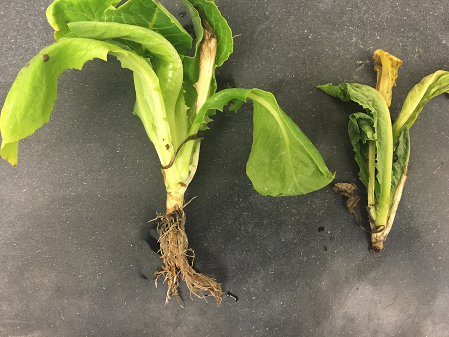 Damage to Romaine lettuce caused by wireworms