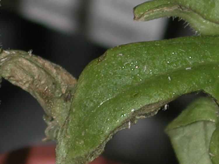 Photo of leaf damage from melon aphids