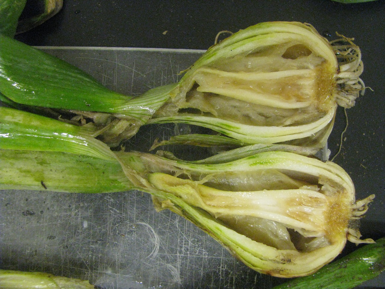 Internal symptoms of bacterial soft rot of onion bulbs.