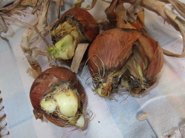Photo of basal plate splitting of onion
