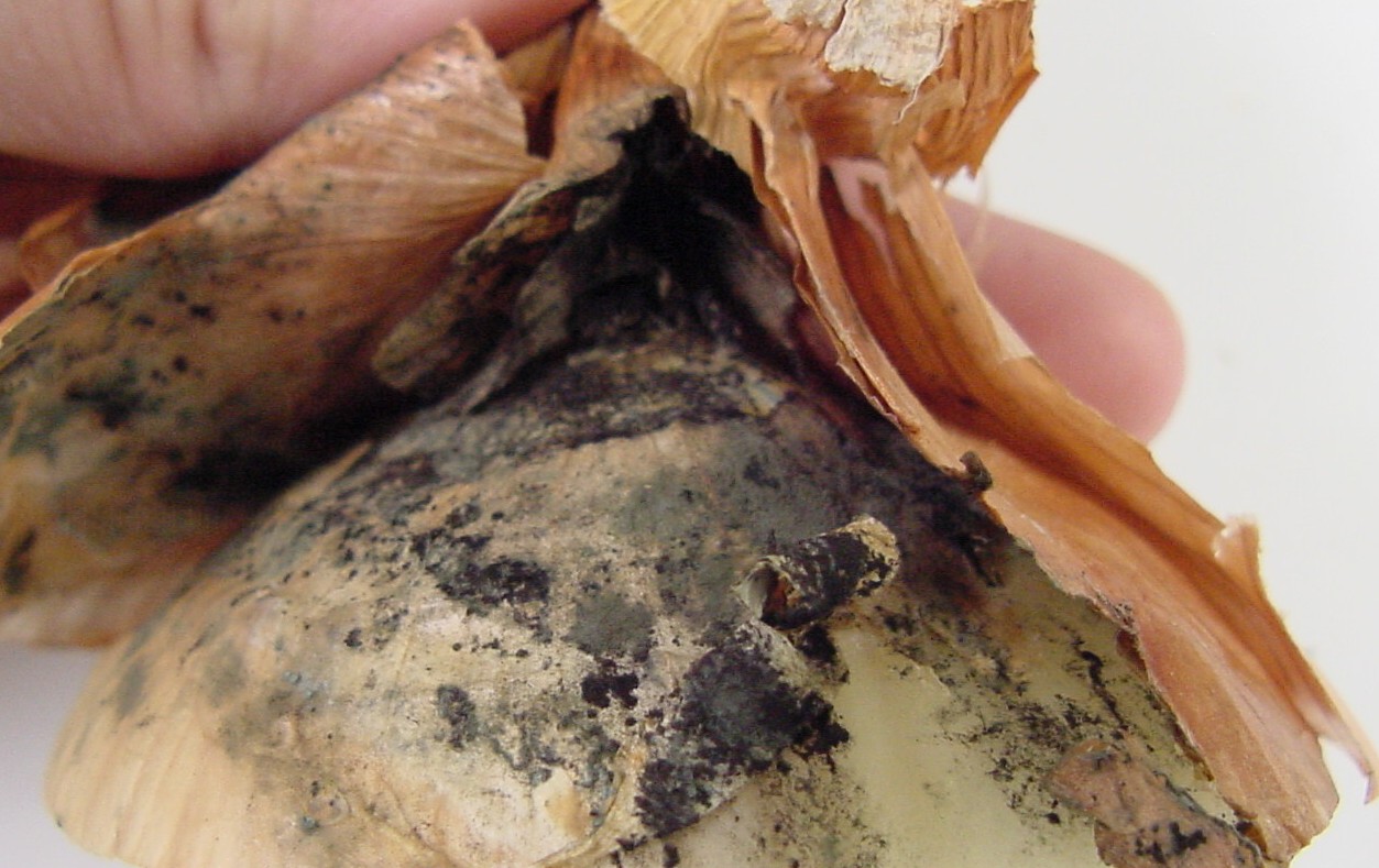 Severe black mold beneath the outer dry scales of an onion bulb.
