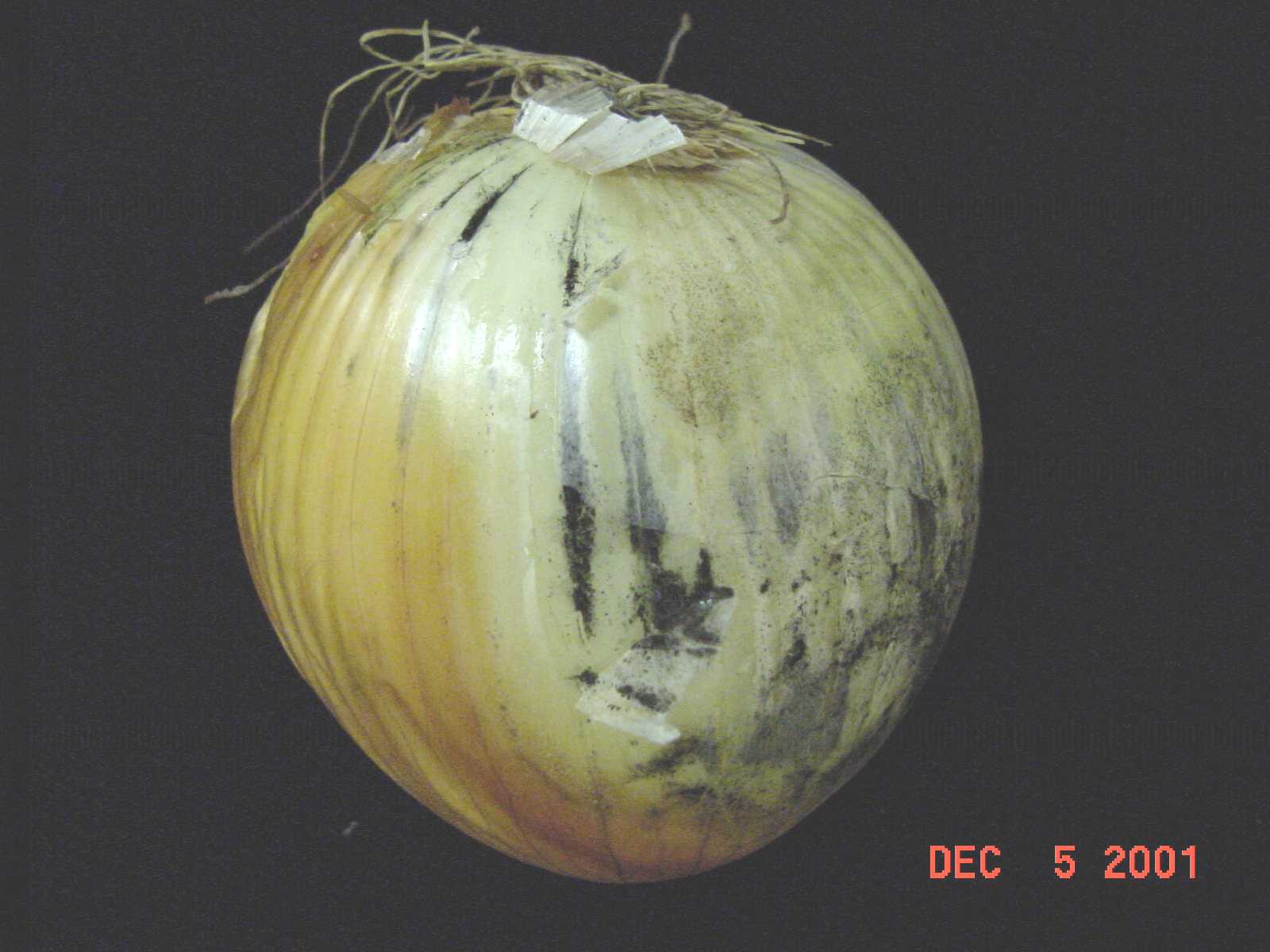 Black sporulation of <em>Aspergillus niger </em>along the veins of the outer, dry scales of an onion bulb.
