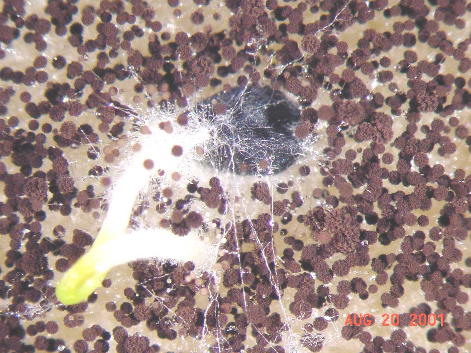 Sporulation of the black mold fungus, <em>Aspergillus niger</em>, on an onion seed plated onto Kritzman and   Netzer’s agar medium (the medium results in a dark brown color to the pathogen spores, which are black on most other agar media and on onion   bulbs). 