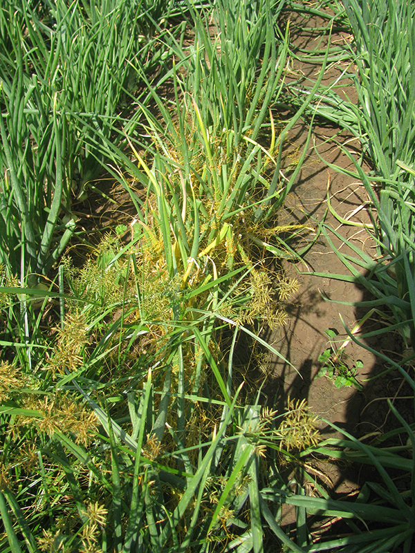Dodder (back) and nutsedge (front) in an onion bulb crop.